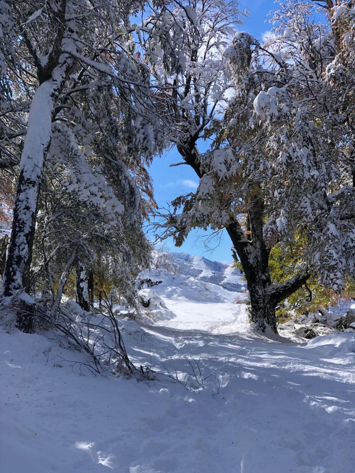 Cabana El Maqui San Martín de los Andes Eksteriør bilde